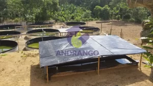 camaroneras andrango